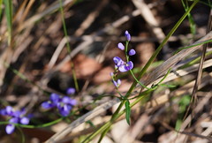 Comesperma volubile