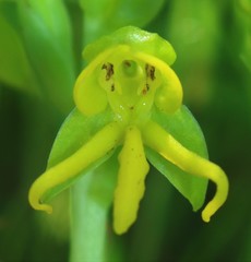 Habenaria marginata