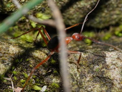Leptomyrmex nigriventris