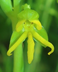 Habenaria marginata