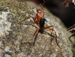 Leptomyrmex nigriventris