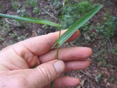 Setaria sagittifolia