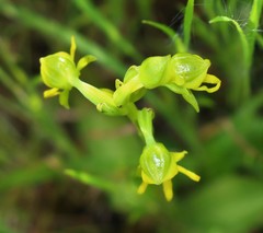 Habenaria marginata