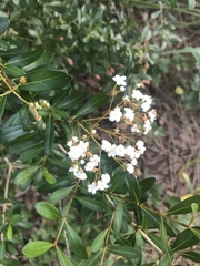 Pyracantha koidzumii