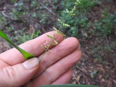 Setaria sagittifolia