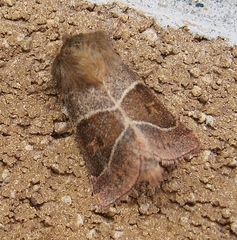 Lemmeria digitalis