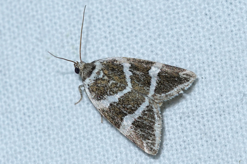 Deltote bankiana