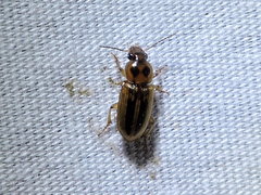 Stenolophus binotatus
