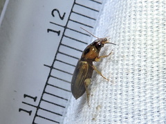 Stenolophus binotatus