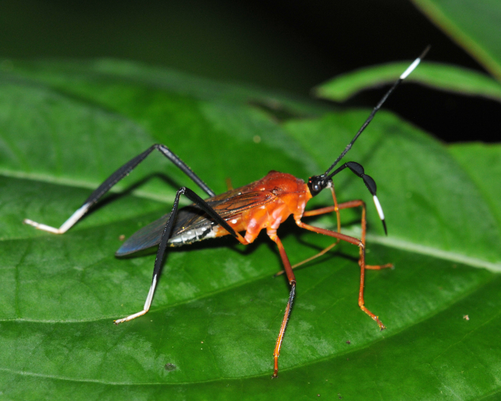 Holhymenia rubescens
