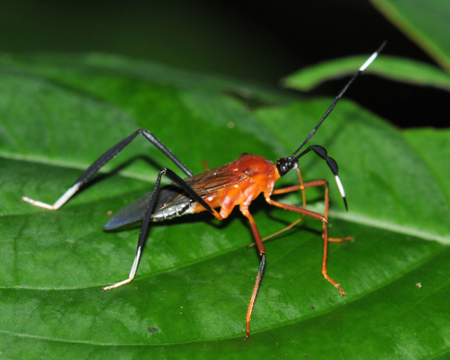 Holhymenia rubescens