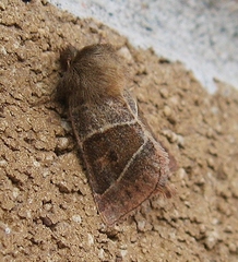 Lemmeria digitalis