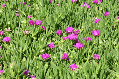 Carpobrotus deliciosus