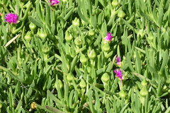 Carpobrotus deliciosus