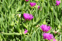 Carpobrotus deliciosus