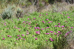Carpobrotus deliciosus