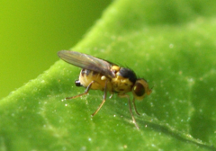 Liriomyza sativae