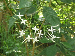 Pavetta hongkongensis