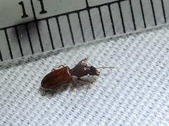 Clivina