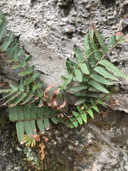Pteris vittata