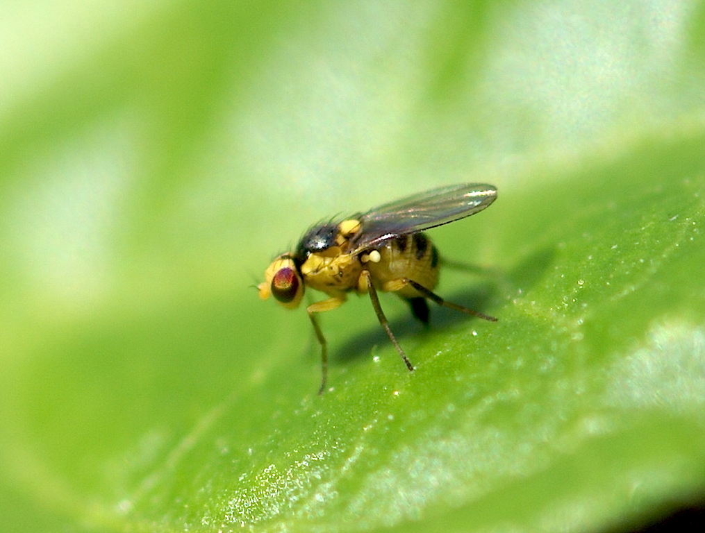 Phytomyzinae