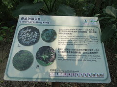 Pavetta hongkongensis