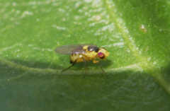 Liriomyza sativae