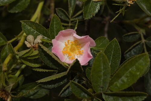 Fieldbriar (Rosa agrestis)