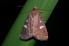 Acosmetia biguttula