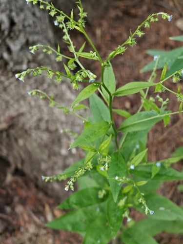 Hackelia deflexa (Wahlenb.) Opiz