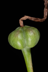 Habranthus cardenasianus