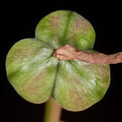 Habranthus cardenasianus