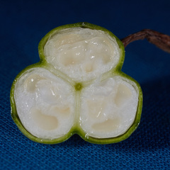 Habranthus cardenasianus