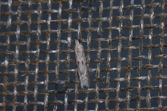 Glyptoteles leucacrinella