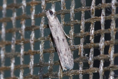 Glyptoteles leucacrinella