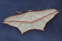 Timandra convectaria