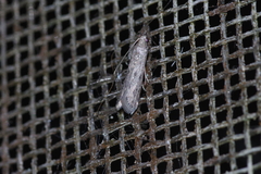 Glyptoteles leucacrinella