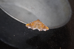 Episparis okinawensis