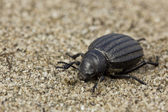 Pimelia bipunctata