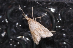 Microchilo inexpectellus