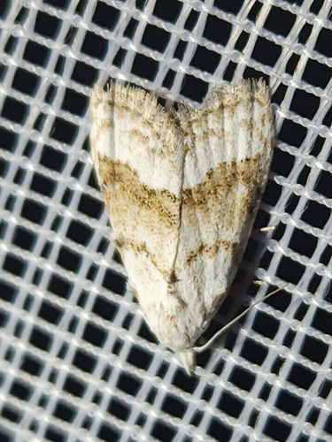 Scarce Black Arches