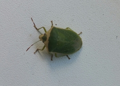 Nezara viridula