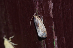 Cryptophlebia ombrodelta