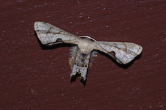 Phazaca kosemponicola