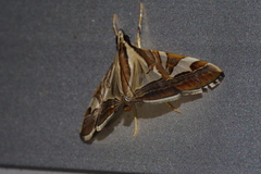Agrioglypta itysalis