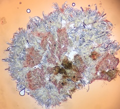 Ascobolus hawaiiensis
