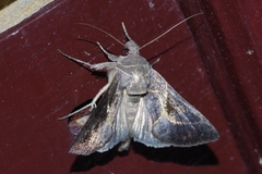 Chrysodeixis heberachis