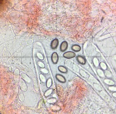 Ascobolus hawaiiensis