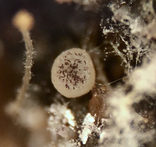 Representative image of Ascobolus hawaiiensis