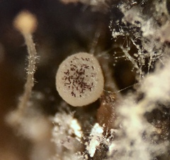 Ascobolus hawaiiensis